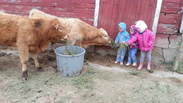 feeding cows