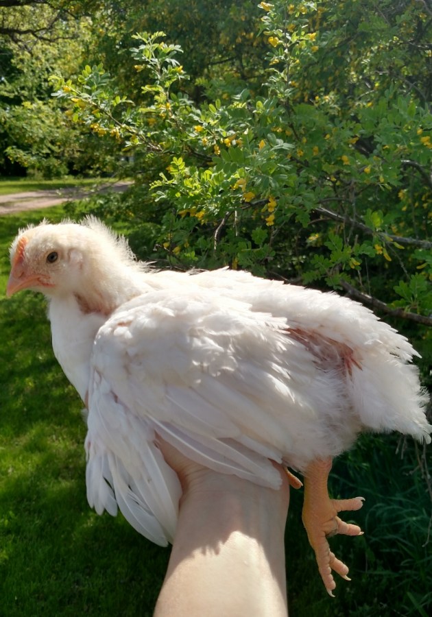 IMG_20160520_102057918_HDR (896x1280)