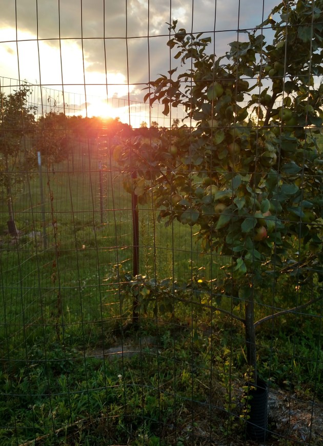 Honeycrisp apple tree